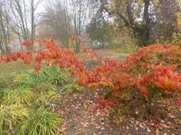 Parocie perská - podzimní zbarvení (Parrotia persica)