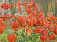 Parocie perská - podzimní zbarvení (Parrotia persica)