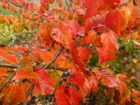 Parocie perská - podzimní zbarvení (Parrotia persica)