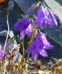 Zvonek (Campanula collina)