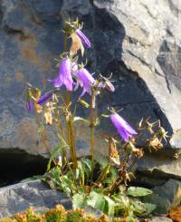 Zvonek (Campanula collina)