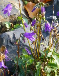 Zvonek (Campanula collina)