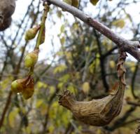 Zimnokvět časný - větévky s květy a plody (Chimonanthus praecox)
