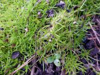 Úrazník šídlovitý (Sagina subulata)