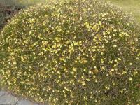 Jasminum nudiflorum   jasmín nahokvětý rostlina