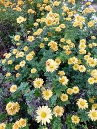 Chrysanthemum x morifolium 'Goldgreenheart'  listopadka zahradní rostlina