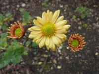 Listopadka 'Golden Greenheart'