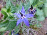 Brutnák lékařský (Borago officinalis)