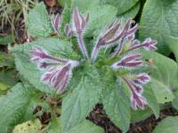 Brutnák lékařský (Borago officinalis)