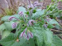 Brutnák lékařský (Borago officinalis)