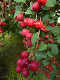 Skalník celokrajný (Cotoneaster integerrimus)