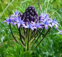 Ladoňka mnohokvětá (Scilla peruviana)