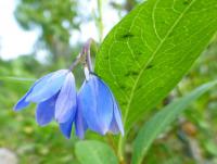 Billardiera (Billardiera heterophylla)