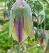 Česnek sicilský (Nectaroscordum siculum subsp bulgaricum)
