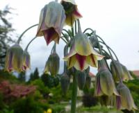 Česnek sicilský (Nectaroscordum siculum subsp bulgaricum)