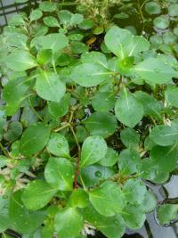 Zakucelka (Ludwigia helminthorrhiza)