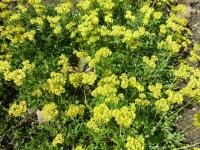 Eriogonum (Eriogonum umbellatum var umbellatum)