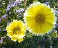 Layia širokojazyčná (Layia platyglossa)