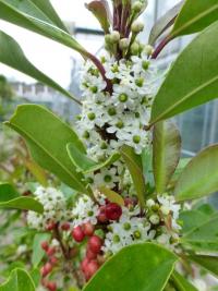 Cesmína (Ilex mitis)