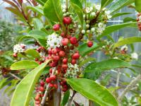 Cesmína (Ilex mitis)