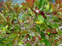 Cesmína (Ilex mitis)