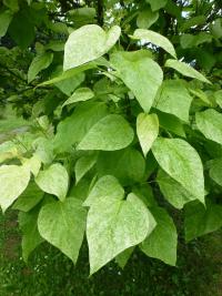 Katalpa nádherná 'Pulverulenta' (Catalpa speciosa)