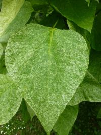 Katalpa nádherná 'Pulverulenta' (Catalpa speciosa)