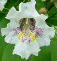 Katalpa Fargesova (Catalpa fargesii)