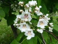 Katalpa Fargesova (Catalpa fargesii)
