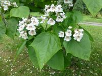 Katalpa Fargesova (Catalpa fargesii)