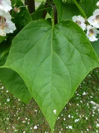 Katalpa Fargesova (Catalpa fargesii)