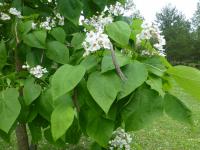Katalpa Fargesova (Catalpa fargesii)