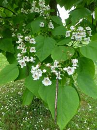 Katalpa Fargesova (Catalpa fargesii)
