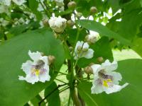 Katalpa Fargesova (Catalpa fargesii)