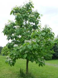 Katalpa Fargesova - habitus v květu (Catalpa fargesii)