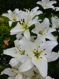 Lilie 'Navona' - Asijské hybridy vysoké (Lilium)