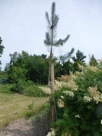 Borovice chuangšanská (Pinus hwangshanensis)