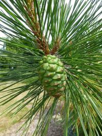 Borovice chuangšanská (Pinus hwangshanensis)