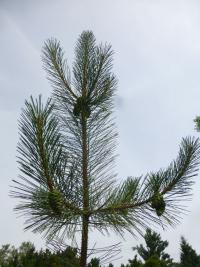 Borovice chuangšanská (Pinus hwangshanensis)