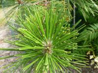 Borovice chuangšanská (Pinus hwangshanensis)