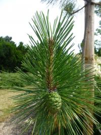 Borovice chuangšanská (Pinus hwangshanensis)