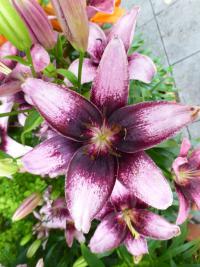 Lilium x hybridum 'Thesire' lilie květy, květenství Lilium x hybridum 'Thesire' lilie květy, květenství