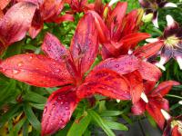 Lilie 'Latin Red' - Asijské hybridy vysoké