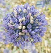 Česnek modrý (Allium caesium)