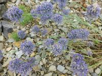 Česnek modrý (Allium caesium)