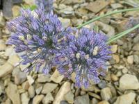 Česnek modrý (Allium caesium)