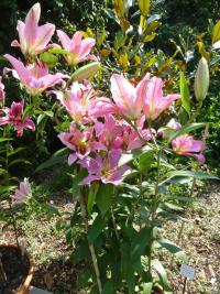 Lilium x hybridum 'Medusa'  lilie rostlina