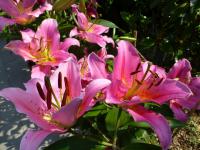 Lilium x hybridum    'Medusa'  lilie rostlina