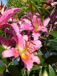 Lilium x hybridum   'Medusa'  lilie rostlina