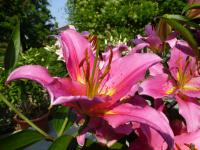 Lilium x hybridum  'Medusa'  lilie rostlina